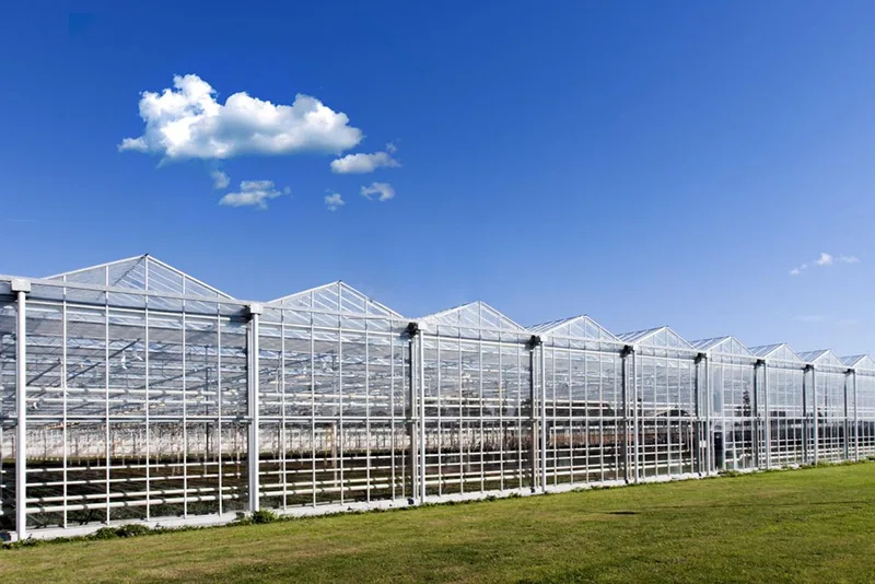 Estufas Multi-Span