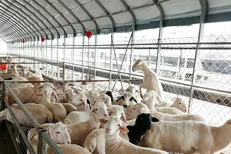 Estufas para gado