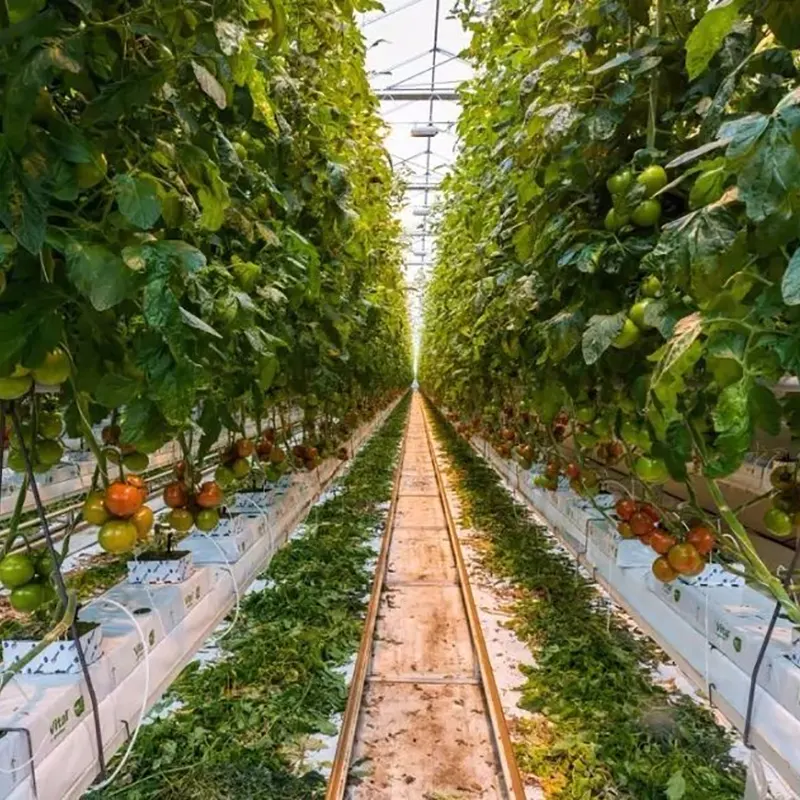 Estufa Multi-Span para Fruticultura
