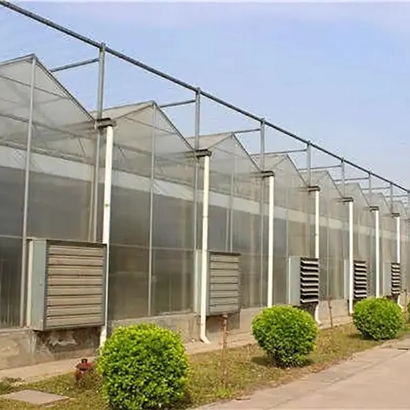 Multi-Ridge Venlo-Type Multi-Span Greenhouse