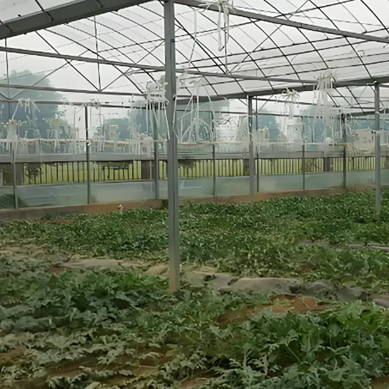 Single-Span Watermelon Seedling Greenhouse
