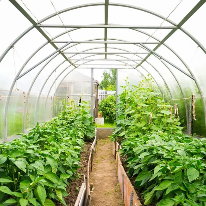 Vegetable-Growing Multi-Span Greenhouse