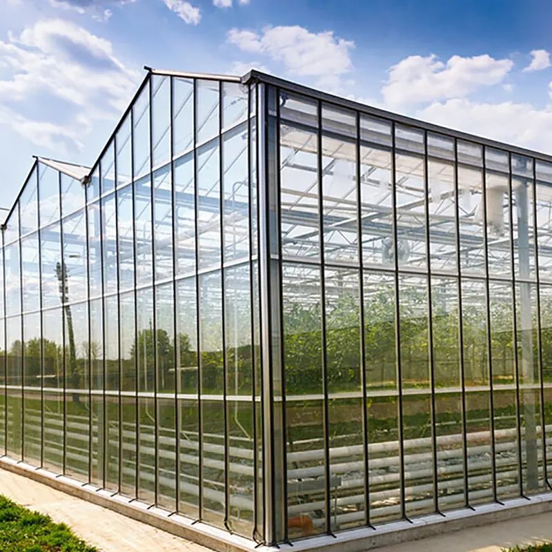 Seedling-Cultivating Multi-Span Greenhouse
