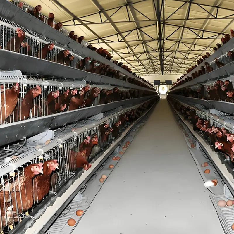 Galpão de criação de frango em camadas